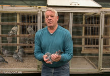 Duivenmelken is typische mannenhobby