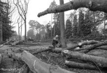 ‘Verjonging bomen FA Molijnlaan onafwendbaar’