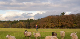 Eerste Nederlandse wolvenconsulent van start gegaan