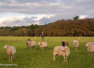 Eerste Nederlandse wolvenconsulent van start gegaan
