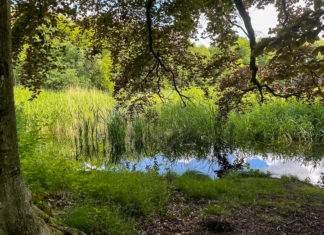 Het volgroeien van de Gracht van Beesd baart de Buurtvereniging Hulshorst zorgen
