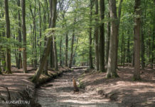 Waterschap neemt verregaande maatregelen tegen droogte