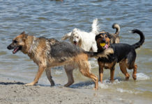 In het Zandenbos wordt een hondenspartelvijver aangelegd