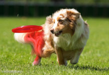 Realisatie eerste hondenuitlaatren in Elspeet
