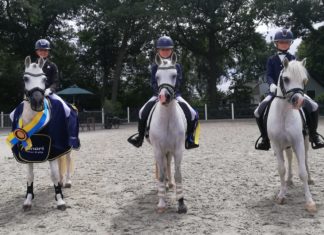 Twee gelderse kampioenen en vier reservekampioenen bij ponyclub Klein maar Dapper
