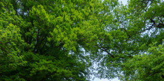 Geen beschermde status voor landgoed De Grote Bunte