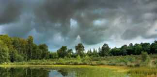 ‘Keizer vindt stem en taal in Nunspeets kreupelhout’