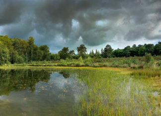 ‘Keizer vindt stem en taal in Nunspeets kreupelhout’