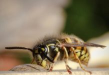 Nationale Wespentelling “Wespen in de Spotlights”