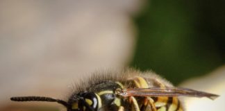 Nationale Wespentelling “Wespen in de Spotlights”