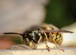 Nationale Wespentelling “Wespen in de Spotlights”