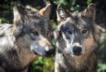 Nunspeet wil beheermaatregelen wolf