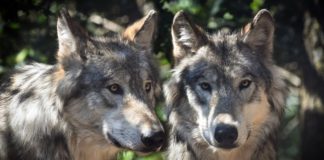 Nunspeet wil beheermaatregelen wolf