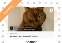 Wie heeft Beamer gezien?