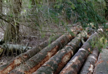 ‘Keizer vindt stem en taal in Nunspeets kreupelhout’