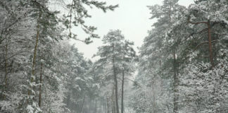Tijdelijke wegafsluiting van Petersom Ramringweg