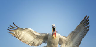 Foto van het jaar 2023 bij de Fotoclub Nunspeet gekozen