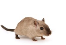 DIY-oplossingen tegen muizen in huis