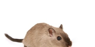 DIY-oplossingen tegen muizen in huis