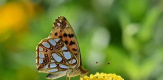Tegeltaxi maakt vergroenen tuin gemakkelijker