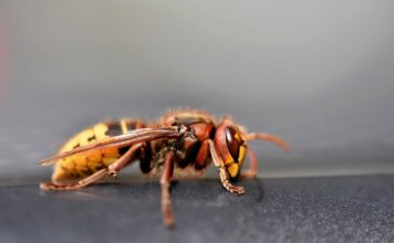 Aziatische Hoornaar dreigt dit jaar ook in de gemeente Nunspeet op te duiken