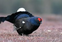 Nieuwe straat in Elspeet gaat “Korhoenstraat” heten