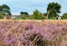 Veel belangstelling Nunspeetse Heideloop