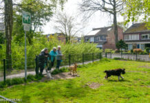 Hondenuitlaatrennen in Elspeet