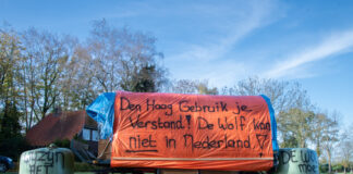 Wolf veroorzaakt onrust in de gemeente Nunspeet