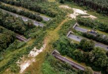 Het ecoduct Hulshorst kreeg bijna de naam Tinbergenecoduct