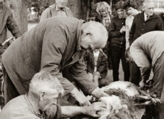 Schaapsscheerdersfeest brengt Elspeet terug in de tijd