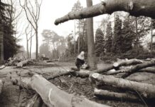 Bomenkap op de F.A. Molijnlaan