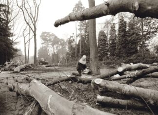 Bomenkap op de F.A. Molijnlaan