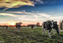 Gemeentebelang bezorgd over stikstoffenplannen provincie