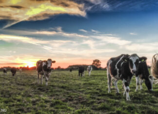 Gemeentebelang bezorgd over stikstoffenplannen provincie