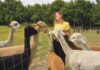 Alpaca’s houden als hobby