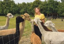 Alpaca’s houden als hobby