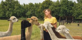 Alpaca’s houden als hobby