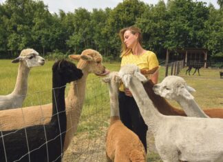 Alpaca’s houden als hobby