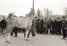 Aart van de Brug was als kind altijd met paarden in de weer