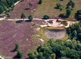 Gemeente Nunspeet lanceert duurzaamheidsloket ‘Nunspeet Leeft Natuurlijk’