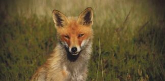 Gluren bij de buren: Het Nationale Park de Hoge Veluwe