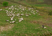 Sporters en schapen delen het bos: houd rekening met de schaapskudde tijdens training voor de Nunspeetse Keiler