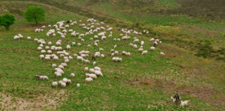 Sporters en schapen delen het bos: houd rekening met de schaapskudde tijdens training voor de Nunspeetse Keiler