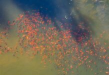 De Waschkolk kleurt oranje – hoe dan?!