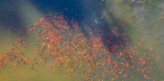 De Waschkolk kleurt oranje – hoe dan?!