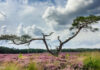 Open brief roept gemeente Nunspeet op: “Behoud de paarse heide!”