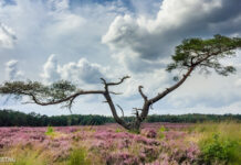 Open brief roept gemeente Nunspeet op: “Behoud de paarse heide!”