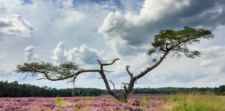 Open brief roept gemeente Nunspeet op: “Behoud de paarse heide!”