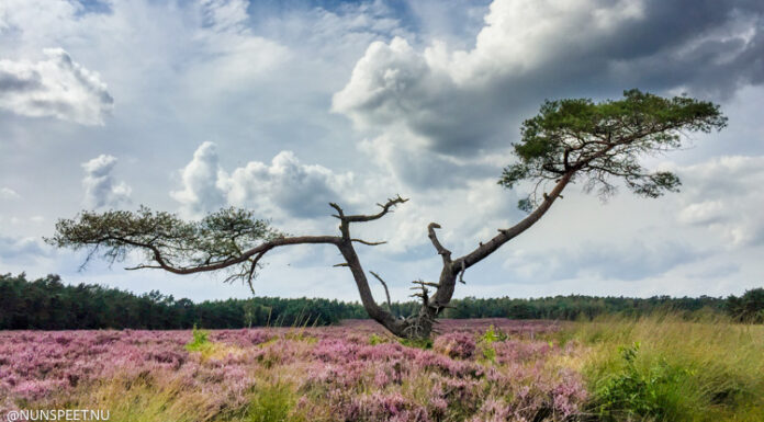 Open brief roept gemeente Nunspeet op: “Behoud de paarse heide!”